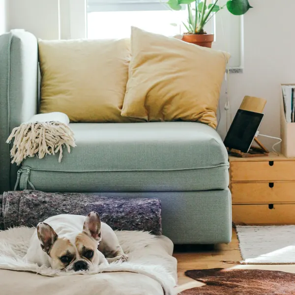 Dog resting by a sofa
